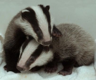 Baby Badger, Nocturnal Animals, Silly Animals, High Fantasy, Cool Pets, Zoo Animals, Cute Little Animals, Cuteness Overload, Spirit Animal