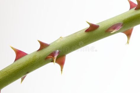 Rose thorn. Close up of rose thorn over white background , #SPONSORED, #Close, #thorn, #Rose, #background, #white #ad Rose Drawing Simple, Rose Thorns, Architect Drawing, Macro Flower, Diy Roses, Rose Stem, Rose Drawing, Roses Drawing, Yellow Wallpaper