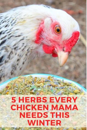 Herbs To Give Chickens, Herbs For Chicken Feed, Herbs Good For Chickens, Herbs To Feed Chickens, Best Herbs For Chickens, Pumpkins For Chickens, Chicken Food In Coop, Spices For Chickens To Eat, Herbs For Chickens To Eat