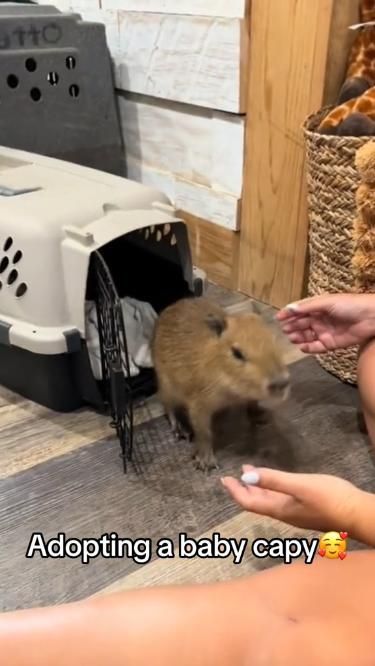 Capybara Pet, Baby Capybara, Christmas Posts, Cute Small Animals, Cute Guinea Pigs, Cute Animals Puppies, Very Cute Dogs, Baby Animals Pictures, Silly Cats Pictures