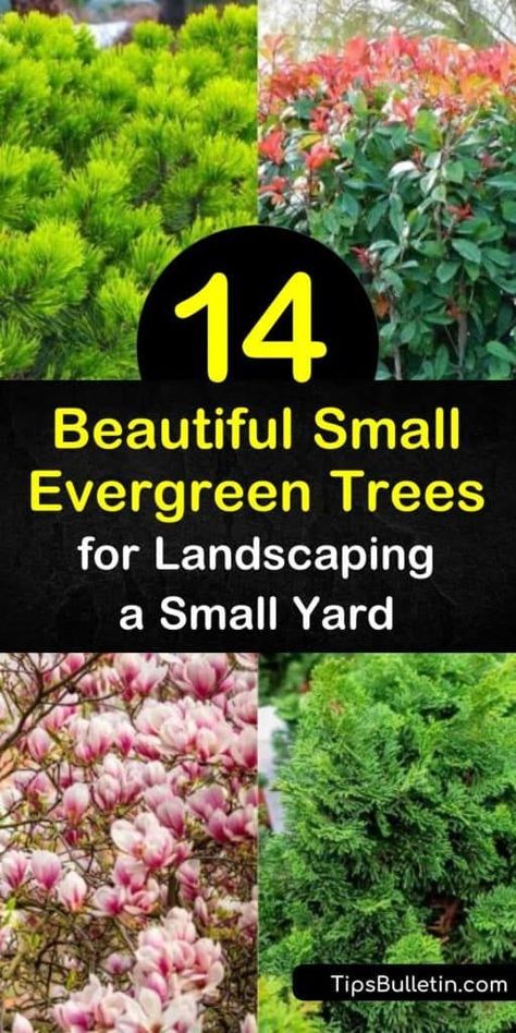 Discover how to landscape your small yard with a low growing conifer or evergreen tree. Plant picea glauca, arborvitae thuja, juniperus, and other small evergreens to fill your space with blue-green foliage all year round. #smallevergreentrees #dwarfevergreentrees #evergreensforsmallyards Small Evergreens, Evergreen Trees Landscaping, Evergreen Landscape Front Yard, Garden Design Front Yard, Landscaping Front Porch, Bushes In Front Of House, Arborvitae Landscaping, Trees For Landscaping, Small Landscape Trees