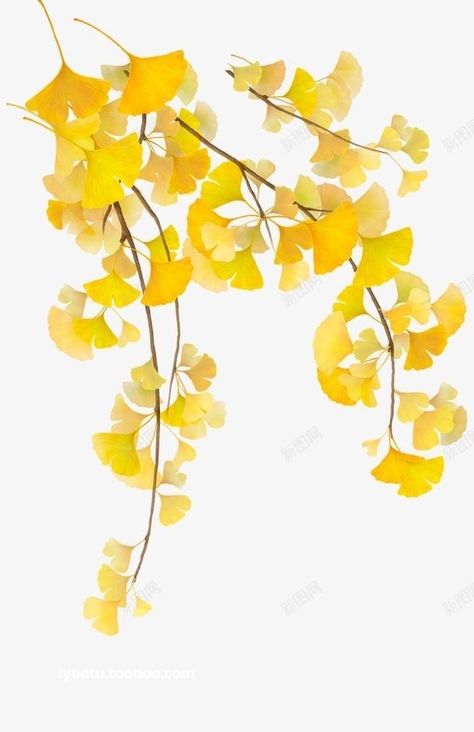 Chinese Artwork, Flower Drawing Tutorials, Gingko Leaves, Leaf Drawing, Watercolor Painting Techniques, Fruit Painting, Flower Art Images, Watercolor Leaves, Botanical Drawings