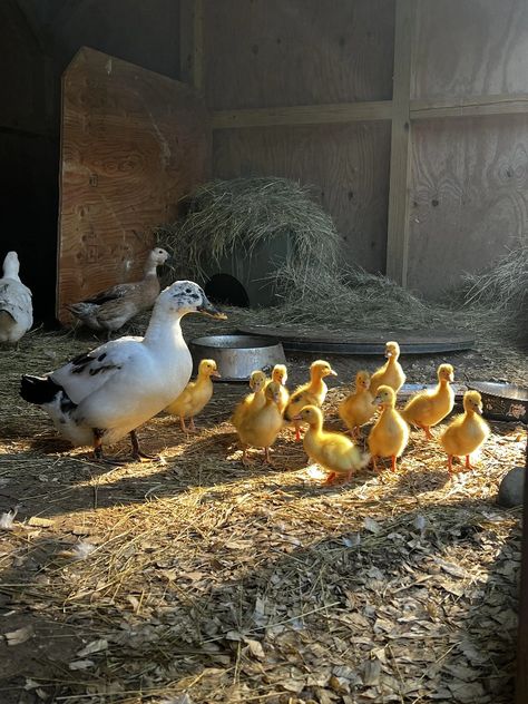 Farm Ducks, Luxury Horse Barns, Chickens And Ducks, Duck Photography, Duck Farm, Backyard Chicken Farming, Cute Ducklings, Happy Farm, Future Farms