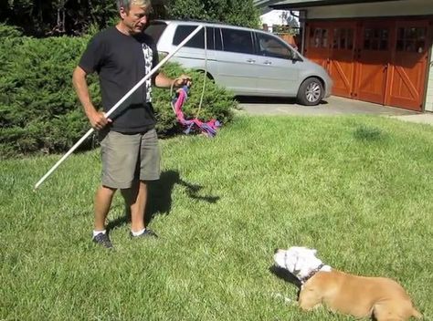 Training Video: Flirt Pole Basics Foods Bad For Dogs, Dog Enrichment, Dog Games, Aggressive Dog, Dog Info, Dog Agility, Dog Activities, Dog Obedience, Dog Training Obedience