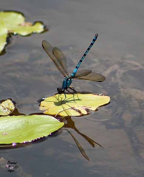 Arrowhead Rockmaster | Project Noah Dragonfly Habitat, Dragonfly Photos, On The Wings Of Love, Dragon Flys, Dragonfly Dreams, Pond Life, Dragonfly Art, Dragonfly Tattoo, Beautiful Bugs