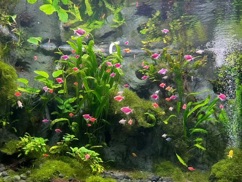 Fish Aquarium Aesthetic, Aquarium Aesthetic Background, Sea Aquarium Aesthetic, Green Aquarium Aesthetic, Blue Aquarium Aesthetic, Aesthetic Images, Instagram Aesthetic, Green Aesthetic, Pretty Flowers