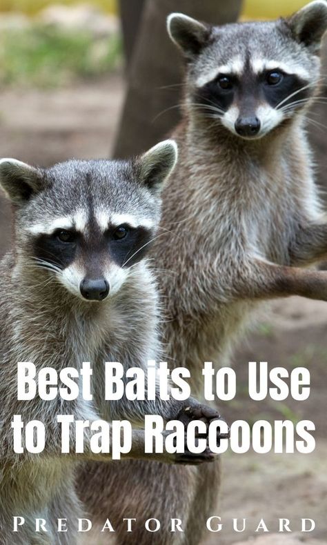 Raccoon Repellent, Squirrel Repellant, Raccoon Hunting, Survival Prep, Deer Resistant Garden, Animal Traps, Survival Ideas, Backyard Farm, Yard Maintenance