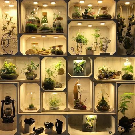 . Wall Terrarium, Indoor Water Garden, Vertical Wall Planters, Beautiful Terrariums, Garden Terrarium, Terraria, Terrarium Plants, Garden Fountains, Deciduous Trees