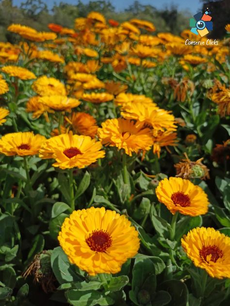 Pot Marigold, Funny Eggs, Calendula Officinalis, Calendula Flower, Southern Europe, Favorite Flowers, Pansies, Chemicals, Planting Flowers