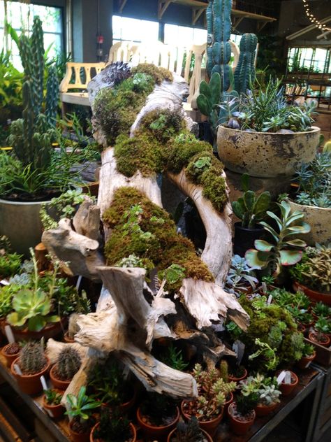 Nursery Displays, Succulent Table, Bonsai Display, Ideas Jardin, Garden Center Displays, Zen Home Decor, Plant Display, Moss Garden, Beach Wood