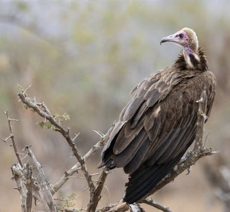 750+ Hooded Vulture Stock Photos, Pictures & Royalty-Free Images - iStock Hooded Vulture, Royalty Free Images, Free Images, First Time, The First, Royalty, Royalty Free, Stock Photos, Illustrations