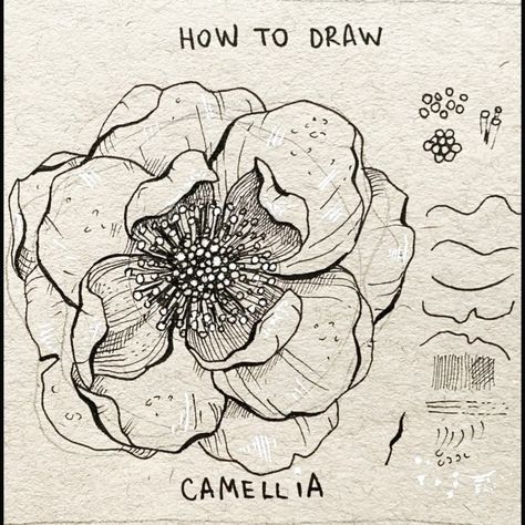 Alice on Instagram: “▫️Camellia▫️ . Camellia, step by step 🖤 A quick and very easy tutorial, I assure you: test it out and you’ll see I’m right 😉🤗 . . . -…” Botanical Line Drawing, Flower Drawing Tutorials, Calligraphy Pen, A Calligraphy, Flower Art Drawing, White Pen, Flower Sketches, Camellia Flower, White Drawing