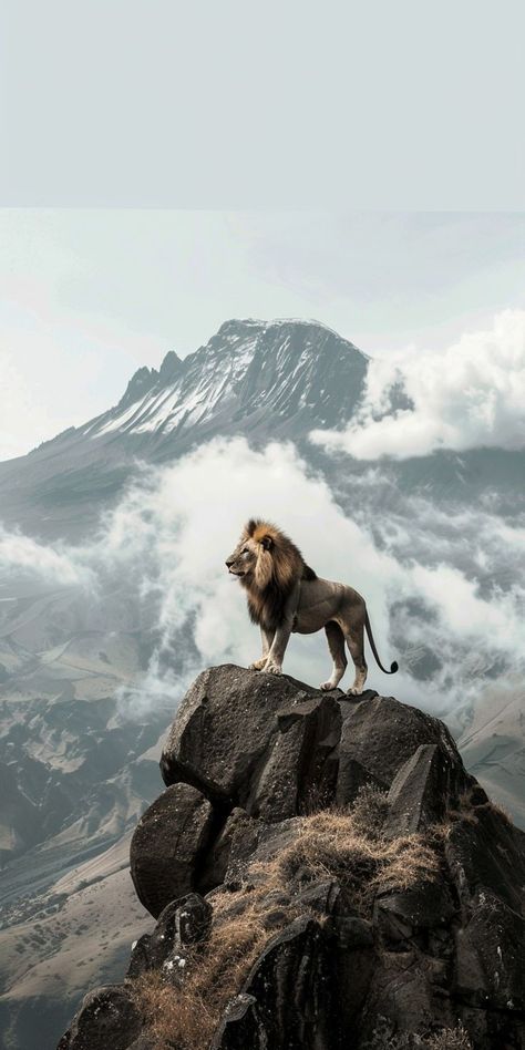 Wildlife Aesthetic Wallpaper, Lion Dp, Lion Wallpaper Aesthetic, Mcgregor Wallpapers, Deadpool Hd Wallpaper, Ocean Waves Photography, Android Wallpaper Dark, Eagle Wallpaper, Lion Photography