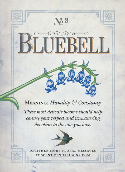 👍This is why bluebells are my favourite flower. My life is devoted to my wonderful hubby. I even had silk bluebells in my wedding bouquet and the guys' buttonholes. The colour of the 3 dresses (mine, 2 bridesmaids) were also the colour of bluebells! Flowers Meanings, Flower Guide, Flower Meanings, Symbols And Meanings, Flower Names, Trendy Flowers, Language Of Flowers, Flower Quotes, Back To Nature