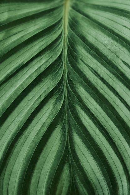 Close Up Leaf Drawing, Leaves Close Up Photography, Leaf Texture Pattern, Leaf Macro Photography, Close Up Leaves, Texture Close Up, Nature Pattern Photography, Sustainability Background, Plants Close Up