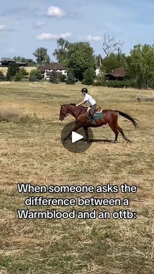 Too Funny, Tag Someone, Dressage, Horse Riding, Equestrian, Horses, Dogs, Funny