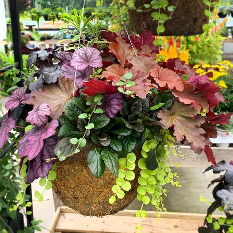 JUST IN! Fall perennials hanging baskets! Gorgeous colours and autumn vibes in these easy-to-hang baskets that will immediately perk up the front door, patio, or balcony! These babies go out the door fast, so come in and grab yours 💚🍂 #surreybc #surreybusiness Autumn Hanging Baskets, Fall Hanging Baskets, Front Door Patio, Fall Perennials, Flower Baskets, Container Gardens, Autumn Vibes, Flower Basket, Hanging Baskets