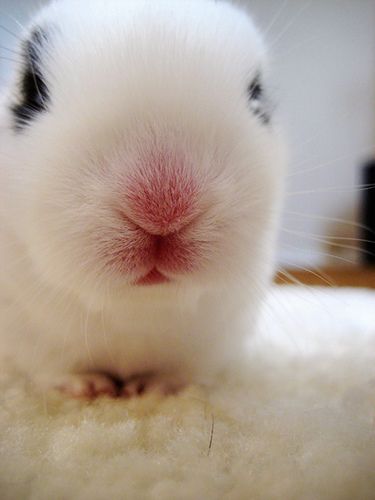 Rabbit Nose, Bunny Nose, Bunnies Cute, Animal Noses, Bunny Names, Hunny Bunny, Wet Cat, Face Pictures, Pink Bunny