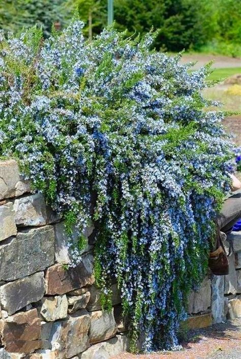 Rosmarinus Officinalis, Mediterranean Garden, Garden Yard Ideas, Evergreen Shrubs, Kew Gardens, Garden Cottage, Lawn And Garden, Rock Garden, Backyard Landscaping Designs