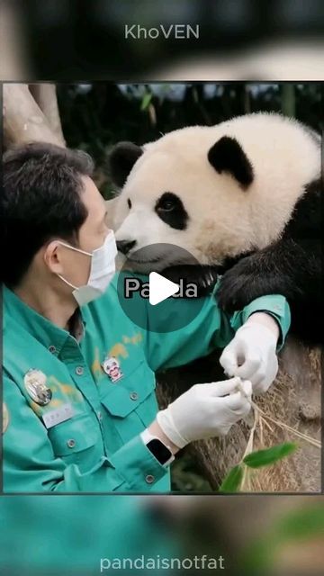 Funny Pandas Videos, Panda Nanny, Panda Videos, Baby Pandas, Panda Dog, Baby Panda Bears, Panda Eyes, Panda Bears, Panda Funny