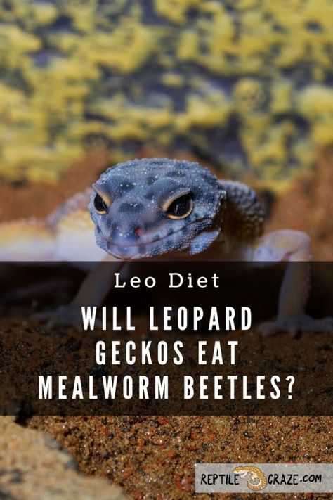 Will leopard geckos eat mealworm beetles? It varies from gecko to gecko. Some leopard geckos will not bother with the creatures, while others may jump right on it and munch away. The beetles are harder than some other insects leos are used to eating. They are not as good for the gecko as some other staple insects like crickets due to the chitlin. Leopard Gecko Diet, Dubia Roaches, Leopard Gecko Tank, Leopard Gecko Care, Types Of Ants, Leopard Geckos, African Cichlids, Cat Care Tips, Human Food