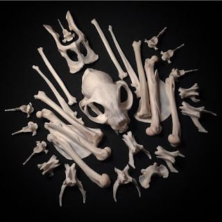 Bonelust Bone Collecting, Cat Skeleton, Wet Specimen, Taxidermy Art, Vulture Culture, Bone Art, Goth Decor, Animal Bones, Cat Memorial