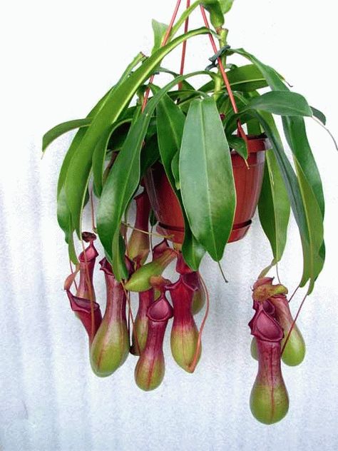 Pitcher Plant Care, Carnivore Plants, Wonderland Garden, Pitcher Plants, Interesting Plants, Plant Vector, Pitcher Plant, Unusual Plants, Carnivorous Plants