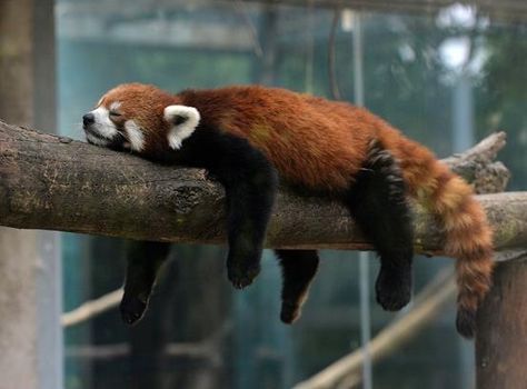 Red Panda = my other dream pet Red Panda Side View, Foam Sculpture, Sleeping Animals, Red Pandas, Animal References, Rare Animals, Super Cute Animals, Cute Animal Photos, Red Panda