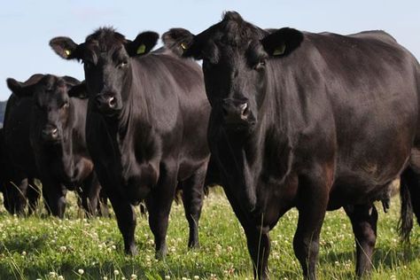 Angus cattle Club Calf, Aberdeen Angus, Cow Photos, Dairy Cattle, Farm Cow, Beef Cattle, Cattle Farming, Cattle Ranching, Cow Pictures