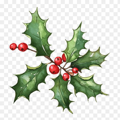 Watercolor Christmas Holly Branch Clipart Holly Berries Painting, Watercolor Holly Leaves, Christmas Holly Illustration, Christmas Holly Clipart, Watercolor Holly And Berries, Berry Watercolor, Watercolor Holly, Holly Branch, Monster Clipart