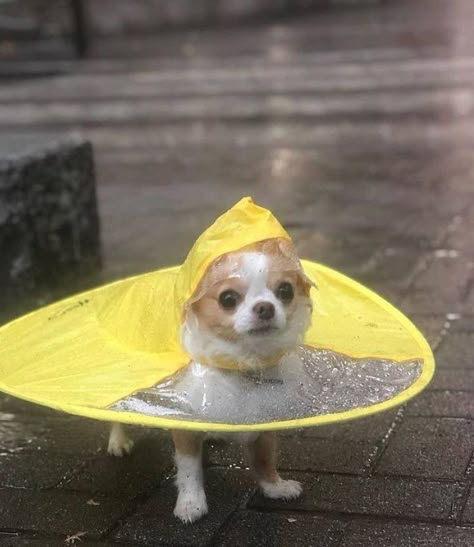 Chihuahua Funny, Cute Small Animals, Very Cute Dogs, Cute Chihuahua, Silly Dogs, Cute Animals Images, Silly Animals, Instagram Dogs, Cute Cats And Dogs