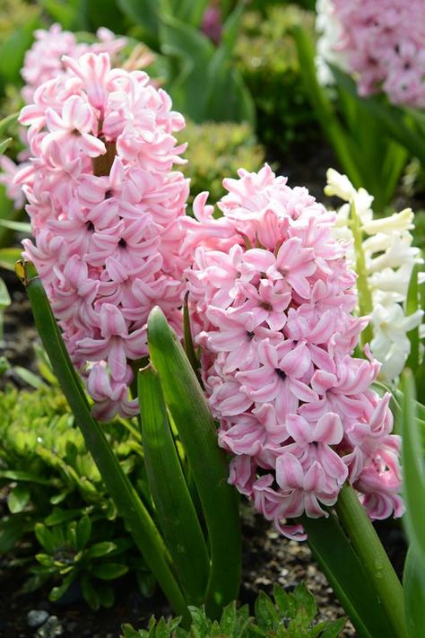 "Pretty in Pink" Hyacinth Hyacinth Bouquet, Pink Hyacinth, Hyacinth Flowers, Pretty Pink Flowers, Spring Garden Flowers, Butchart Gardens, Perennial Flowers, Victoria B, Shade Perennials