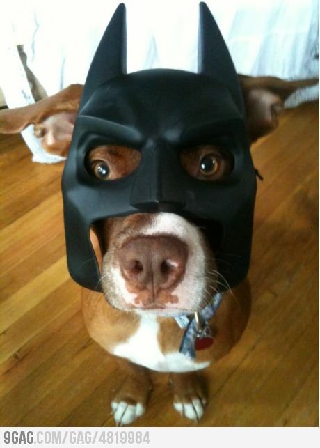 The "Bark" Night Bat Dog, I Am Batman, Love My Dog, Pit Bull Love, Mans Best Friend, Pitbull, I Love Dogs, T Rex, Beautiful Creatures