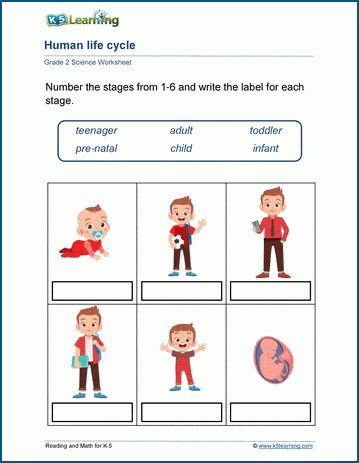 Human life cycle worksheets - Students sequence and label the stages of life from infant to adult. Free | Printable | Grade 2 | Science | Worksheets Human Cycle Of Life, Life Stages Human, Human Life Cycle For Kids, Stages Of Human Development, Phonics Reading Activities, Human Life Cycle, Human Growth And Development, Human Body Worksheets, Cycle For Kids