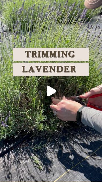 Kim | South Jersey U Pick Lavender Farm on Instagram: "LAVENDER SOS  🌱 Do you have a lavender plant that isn’t looking so great and you’re wondering if you can save it?  💪🏻 To see if your plant is alive, give it the tug test. If it pulls up easily, it’s dead and will need to be replaced. If it doesn’t, that means the roots are still viable and there’s still a chance to save your plant!  ✂️ If it passes the tug test, trim off the dead parts to allow sunlight and air to come in and encourage new growth. You can even trim the tops off any new growth and any stems/blooms that are forming to allow the plant to focus on rebounding.   📲 Hit the follow button for future updates on the plants we trimmed in this video and more lavender plant tips.  📺 Be sure to subscribe to our YouTube Channel Trimming Lavender Plants, How To Trim Lavender Plants, What To Do With Lavender Clippings, Where To Plant Lavender Outdoors, Lavender Garden Bed, How To Plant Lavender, Indoor Lavender Plant, Lavender Plant Care, Lavender Pants