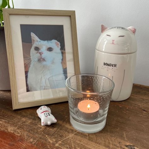 Share the good times you've spent with your pets and reflect on the joy and companionship they've brought you. Show your selfless love and gratitude for your pets.#peturn #ceramicurnforpets #customizedpetproducts Pet Decorations, Ear Designs, Pet Storage, American Shorthair Cat, Selfless Love, Cat Urns, Russian Blue Cat, American Shorthair, Custom Memorial