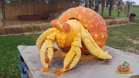 I wanted to carve a heritage crab 😆. #dannykissel #kissel #kisselstudios #pumpkin Crab Pumpkin, Funny Pumpkin Carvings, Cute Pumpkin Carving, Pumkin Carving, Pumpkin Carving Contest, Pumpkin Decorating Contest, Pumpkin Contest, Pumpkin Carving Designs, Carving Pumpkins