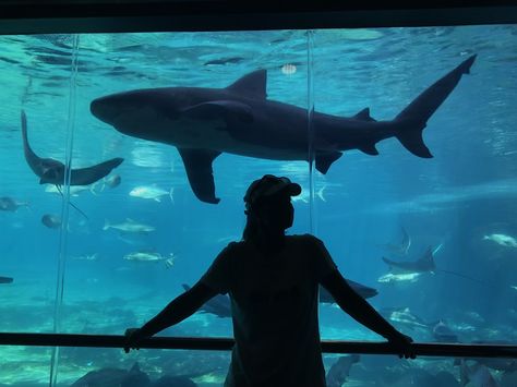 Australia Tourist Attractions, Shark Mermaid, Shark Conservation, All About Water, World Aesthetic, The Hanged Man, Mermaid Aesthetic, Family Travel Destinations, Environmental Issues