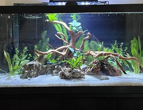 40 Gallon Aquarium, 55 Gallon Aquarium, 55 Gallon Tank, Freshwater Aquarium Plants, Fish Tank Terrarium, Fish Tank Design, Tropical Fish Aquarium, Reptile Room, Fresh Water Fish Tank