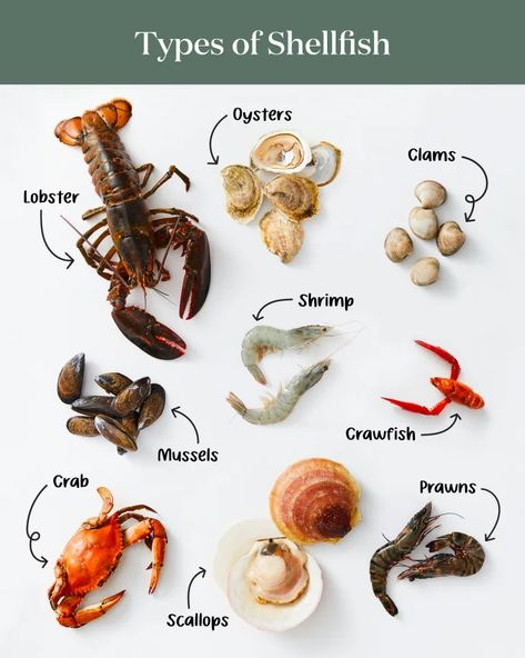 Culinary Basics, Fish Varieties, Culinary Cooking, Tastemade Recipes, Food Info, Cooking Basics, Eating Raw, Seafood Restaurant, Fish And Seafood