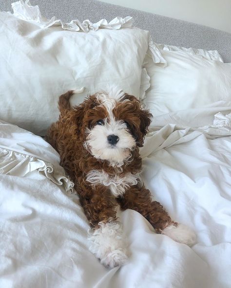 Cavapoo Mini, Mini Cavapoo, Old Money Dog, Cavapoo Full Grown, Cava Poo Puppies, Cavapoo Full Grown Mini, Cavapoo Tricolor, Brown And White Cavapoo, Cavapoo Dark Brown