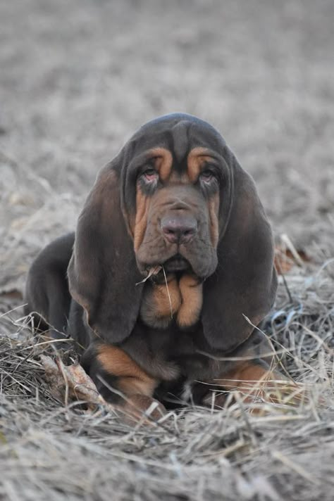 90 Female Bloodhound Dog Names Bloodhound Puppy, Bloodhound Puppies, Basset Puppies, Bloodhound Dogs, Hound Dogs, Basset Hound Puppy, Dog Movies, Hound Puppies, Basset Hound Dog