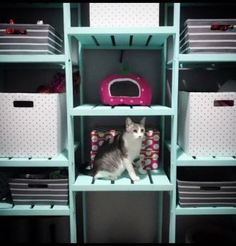 Kitten Foster Room Ideas, Kitten Room Set Up, Foster Cat Room Ideas, Kitten Foster Room, Cat Foster Room, Foster Cat Room, Foster Kittens Setup, Foster Kitten Room, Kitten Fostering