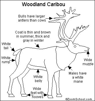 Woodland Caribou Printout- EnchantedLearning.com Alaska Doodles, Dall Sheep, Animal Lessons, Deer Family, White Patches, Facts For Kids, Arctic Animals, Drawing Images, Animal Coloring Pages