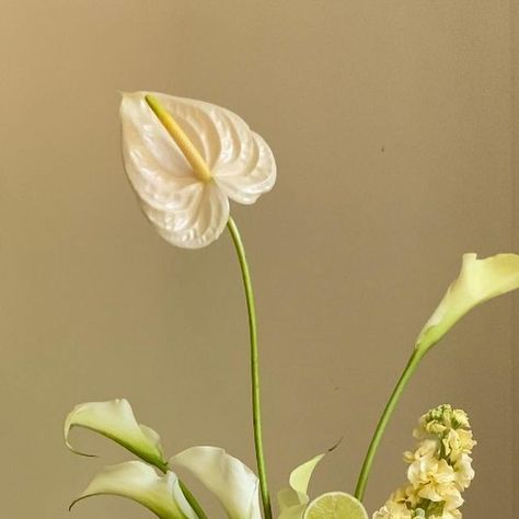 O MY BELOVED - Melbourne Florist on Instagram: "And thisss is the winner of With or without bows (pt.3)!
With 75% of you guys voted Without 💫

This flower arrangement was made with a base of fluffy white paniculata hydrangeas, added some yellow stocks, white calla lilies & white anthuriums, baby blue phalaenopsis orchid, and finished with limes and apples for a fruity touch." Yellow Calla Lily, Lilies White, White Calla Lilies, Floral Styling, Lily White, Hydrangea Paniculata, Phalaenopsis Orchid, Calla Lilies, Limes