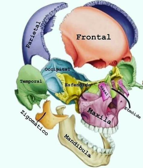 Cranial Bones, Kedokteran Gigi, Studying Medicine, Dental Hygiene School, Medical School Life, Dentistry Student, Nursing School Motivation, Medicine Notes, Dental Anatomy