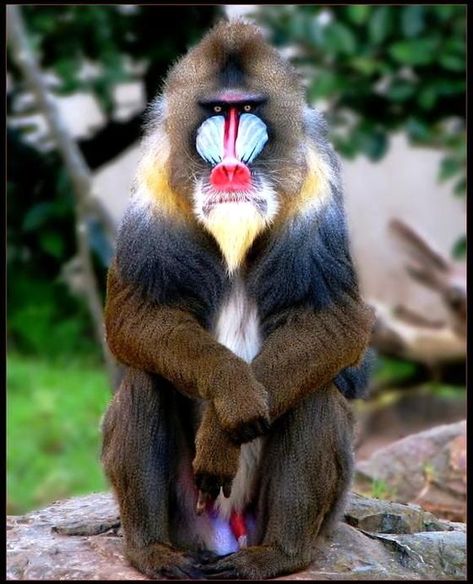 Mandrill Monkey, African Animals Photography, Weird Birds, Animal Collective, Wild Animals Photography, Mandrill, Monkey Art, Unusual Animals, Rare Animals