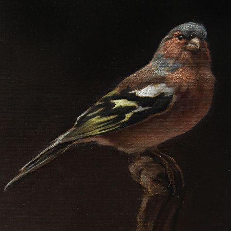 Sarah Margaret Gibson on Instagram: “Detail of a new painting of my Chaffinch headed to @arcadiagallery for ‘Five and Under.’ The show opens August 1st. Please contact the…” Artist Prints, Chaffinch, Baroque Painting, Oil Painting Inspiration, Bird Drawings, Birds Painting, Painting Illustration, 귀여운 동물, Painting Oil