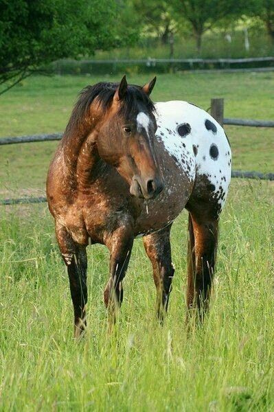 Appaloosa Horses, Most Beautiful Animals, Horse World, Horse Crazy, Horse Equestrian, Equine Photography, Appaloosa, Horse Photos, Horse Care