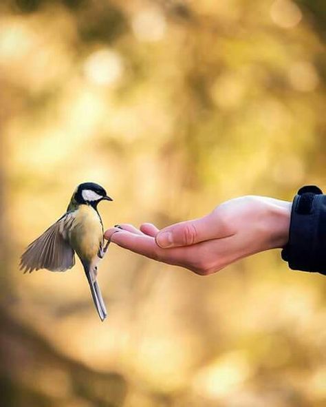 Peace Bird, Hold My Heart, Hand Photography, Art Photography Portrait, Cool Wallpapers Cartoon, Sketch Inspiration, Bird Photo, Bird Garden, Bird Photography